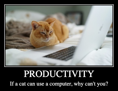 Orange cat sits in front of a laptop on a bed. Caption reads: PRODUCTIVITY If a cat can use a computer, why can't you??